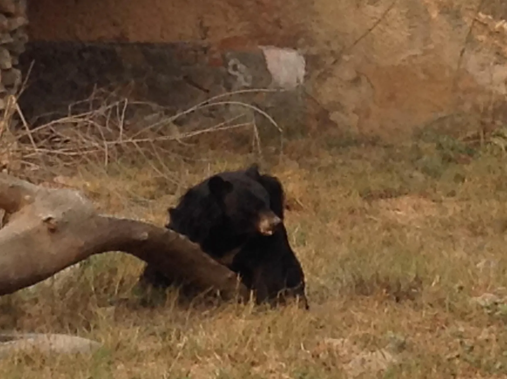 Himalayan Black Bear