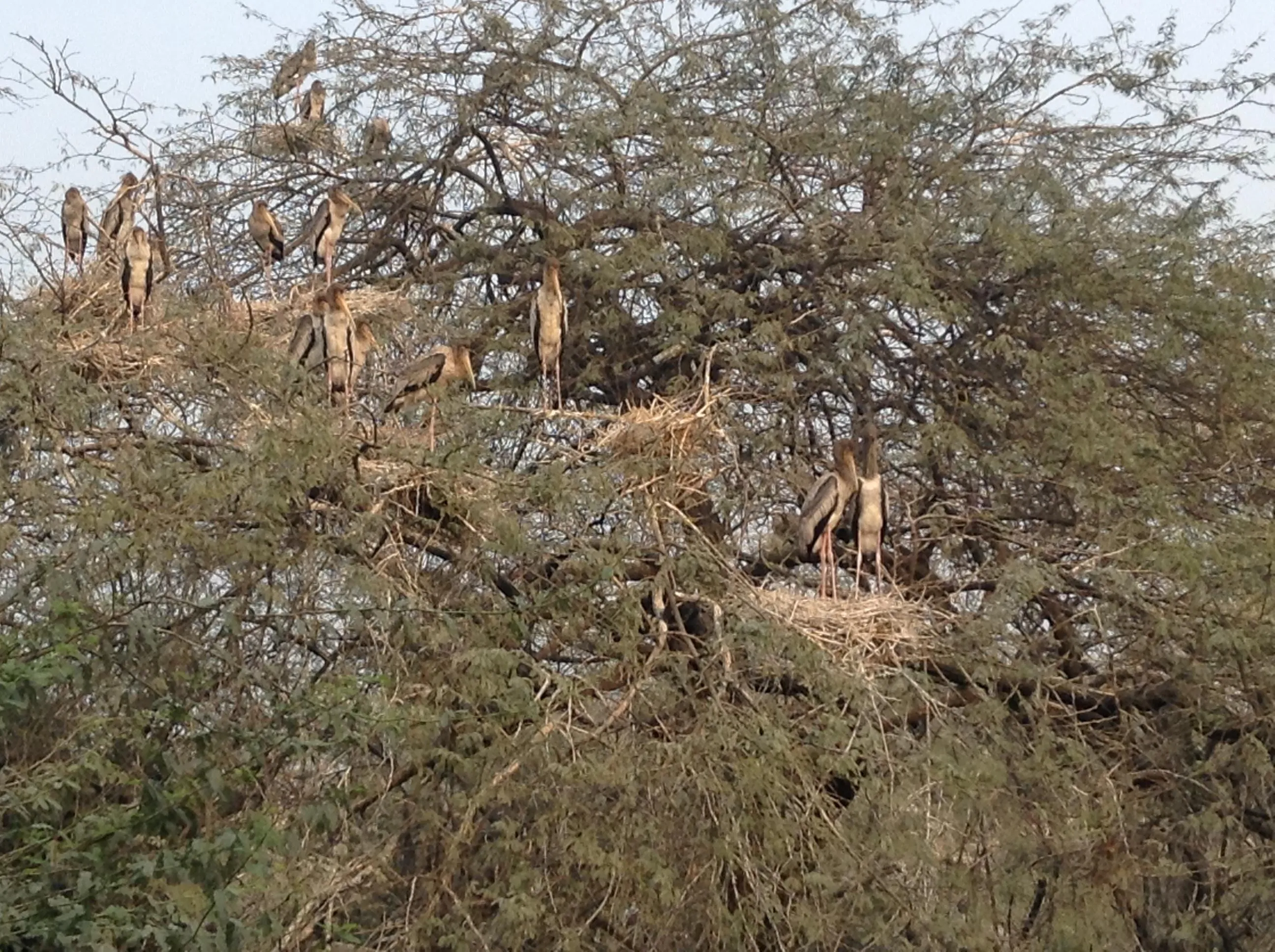 Painted Stork