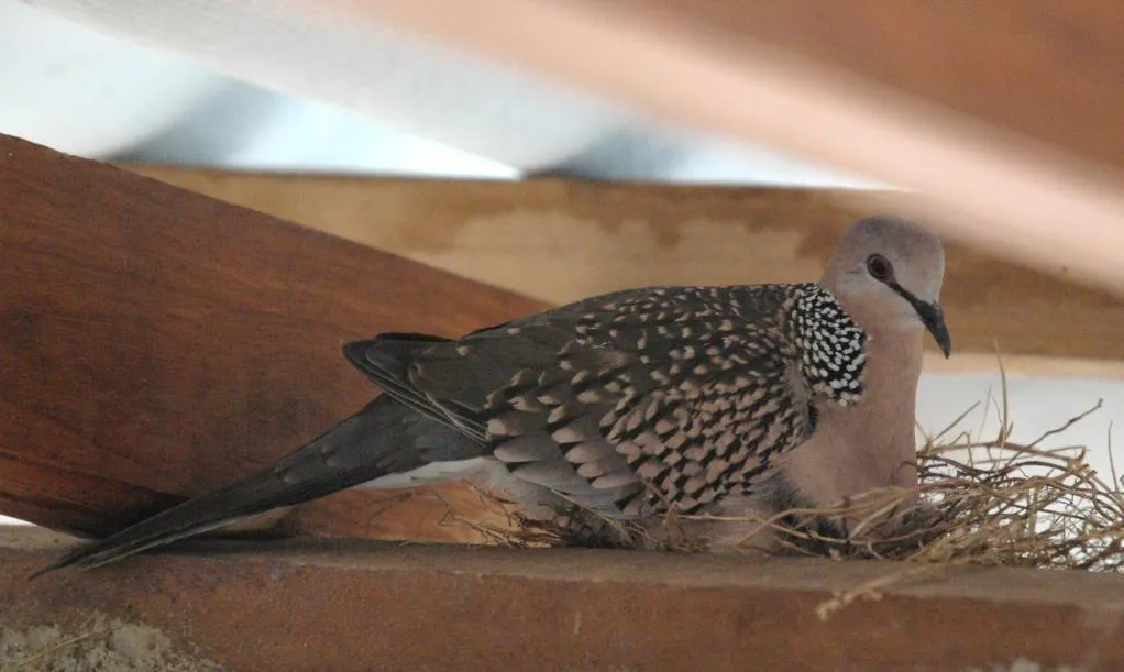 Spotted Dove in the nest on the rafts Photo credit : www.photos.raditha.com 