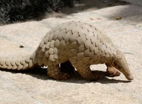 Indian Pangolin