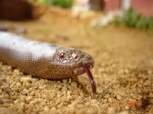 Red Sand Boa