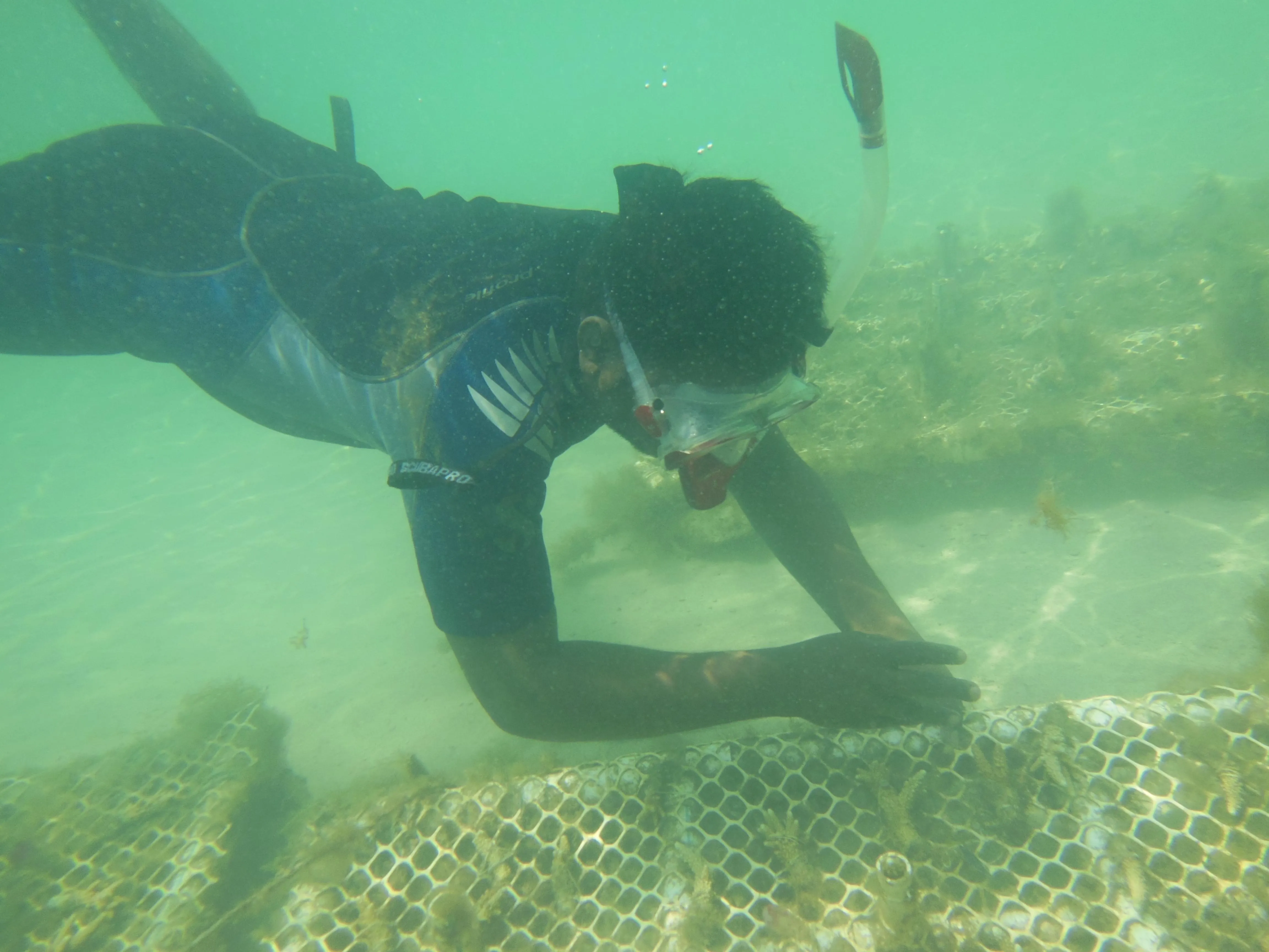 A scuba diver transplanting corals