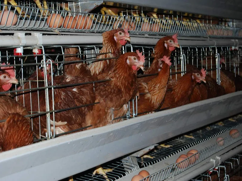 Hens packed in battery cages