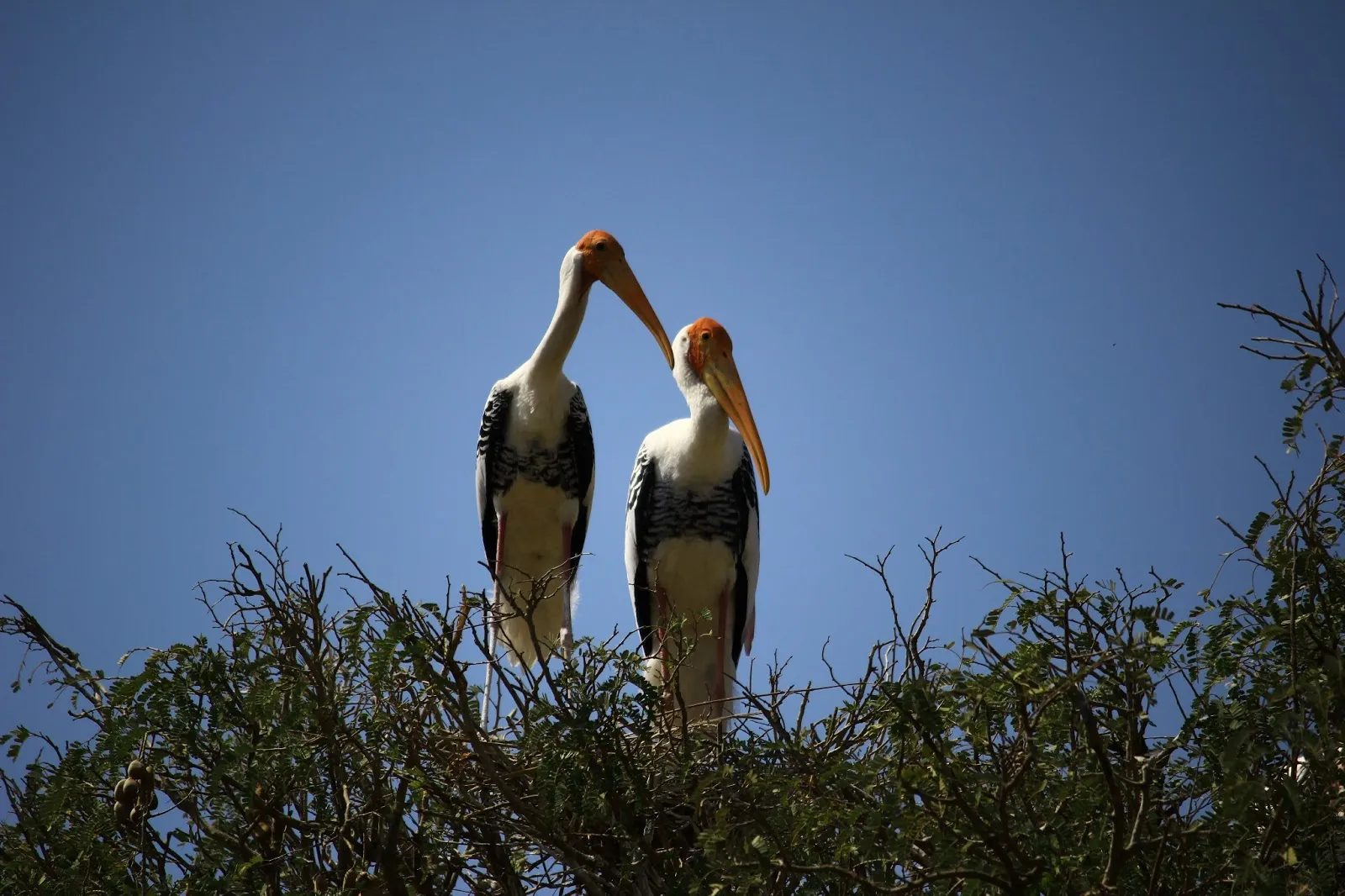 birds
