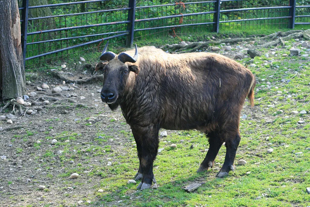 1024px-Takin_indický_1