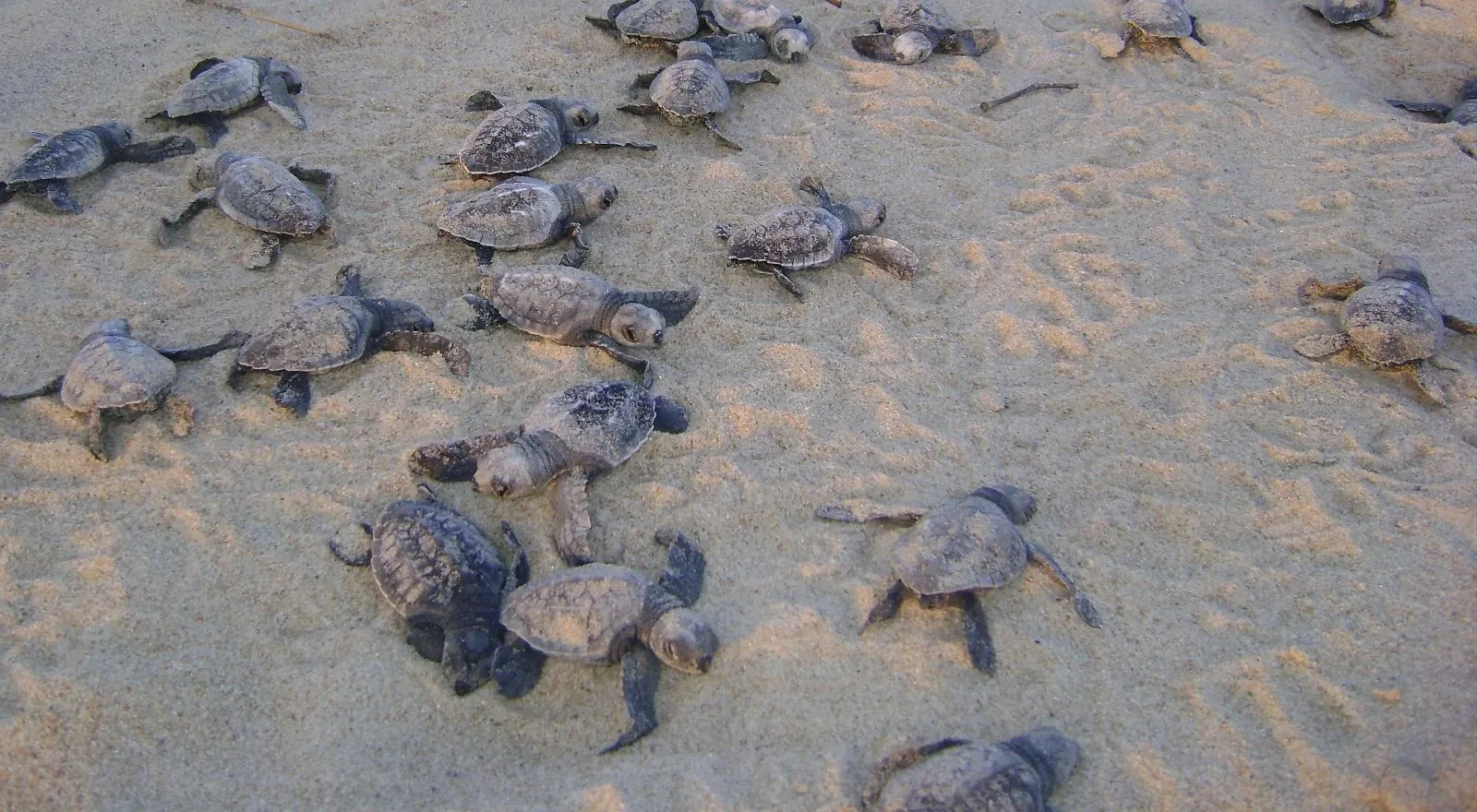 Hatchlings making a bee line for the sea waters