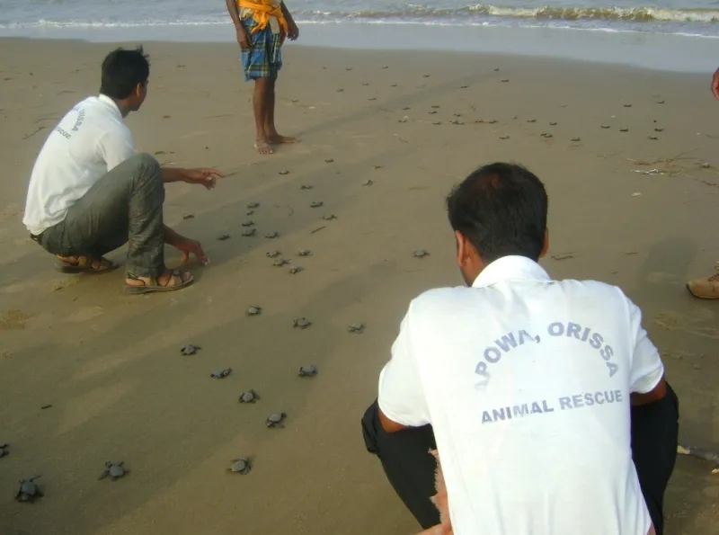 Under supervision, hatchlings safely get to the sea