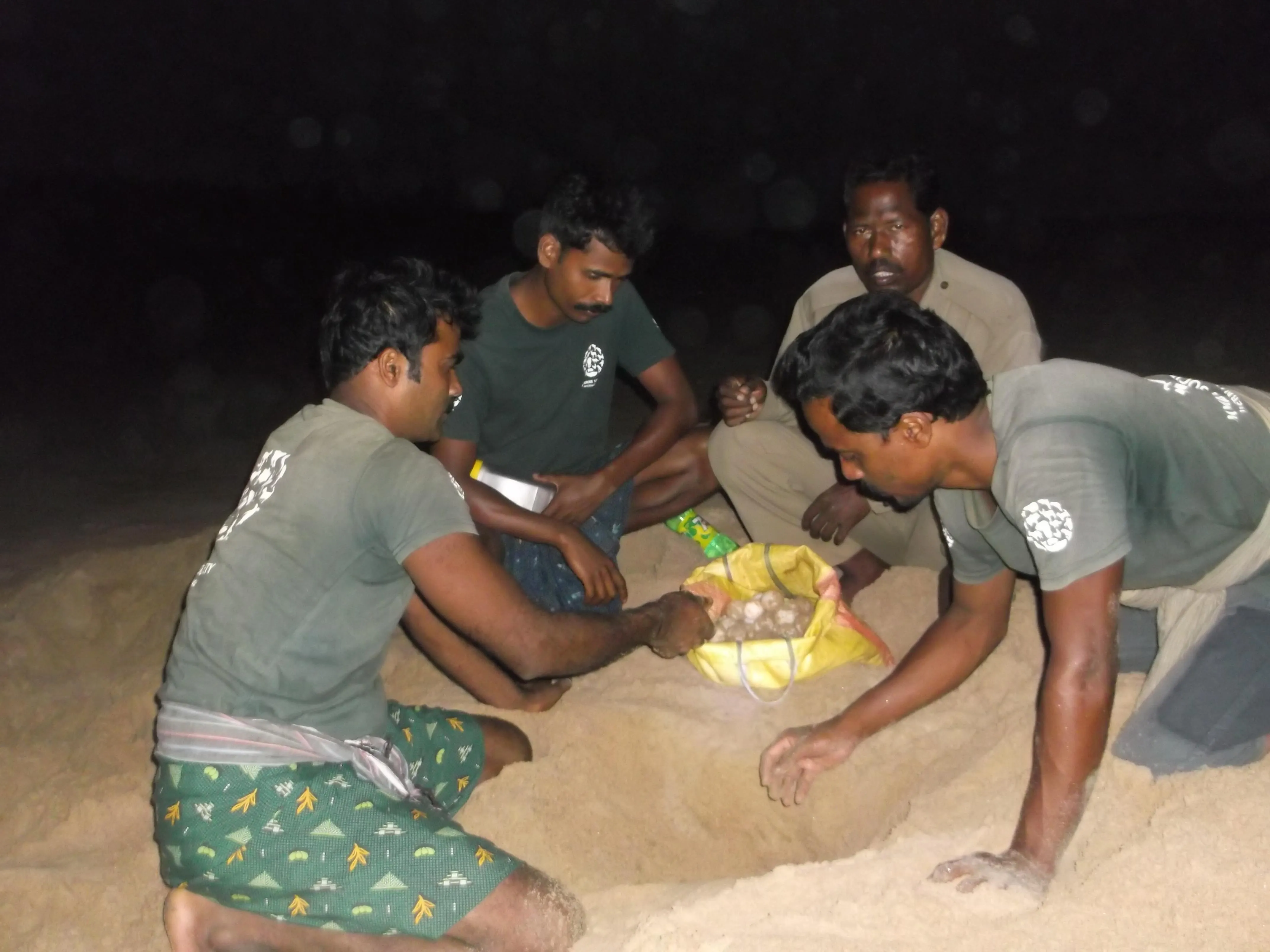 Eggs being collected carefully to be shifted into the safety of a makeshift hatchery