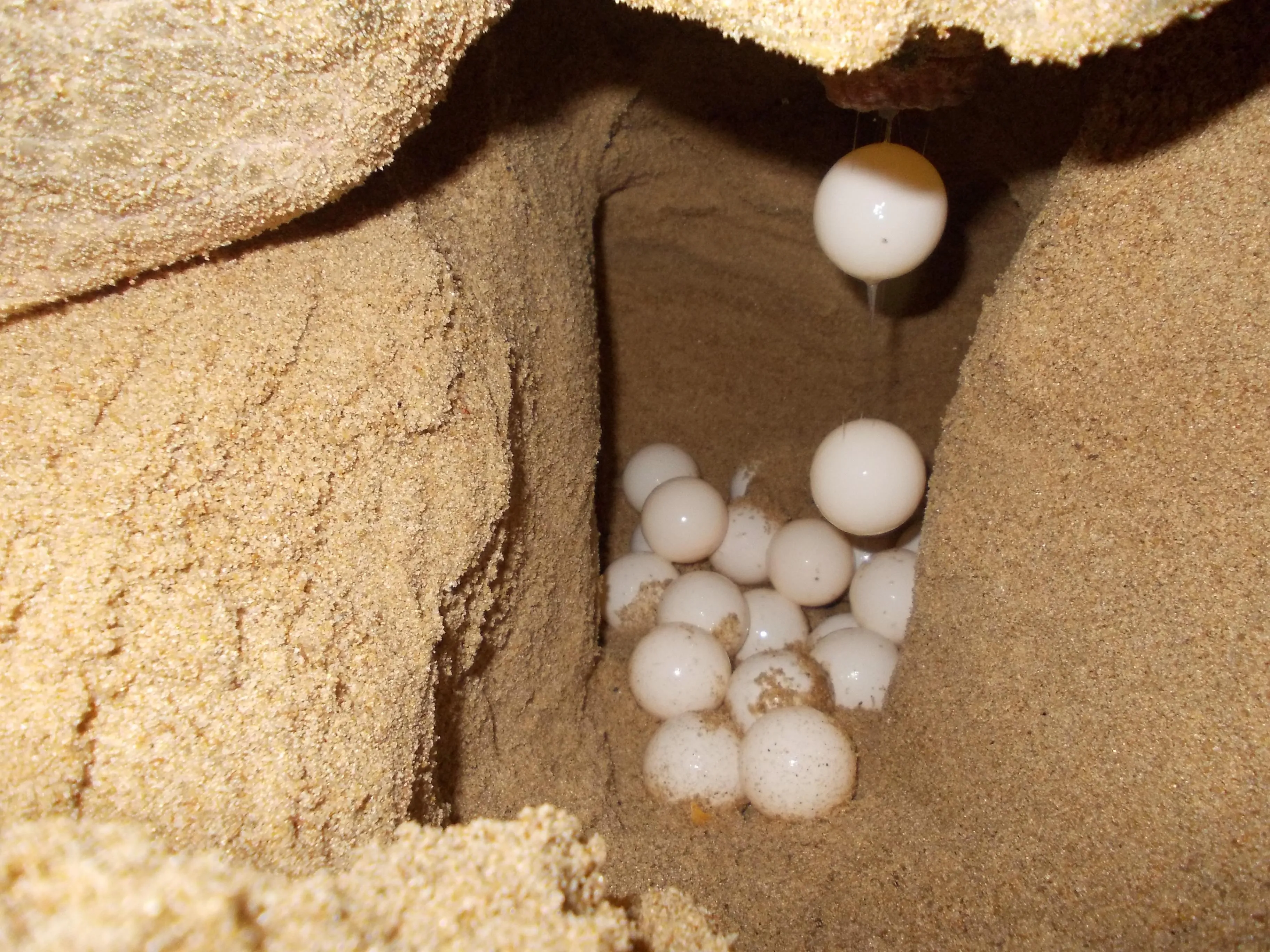 A female laying her eggs in a sandy nest