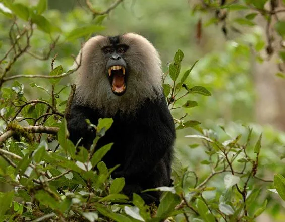 lion-tailed-macaque
