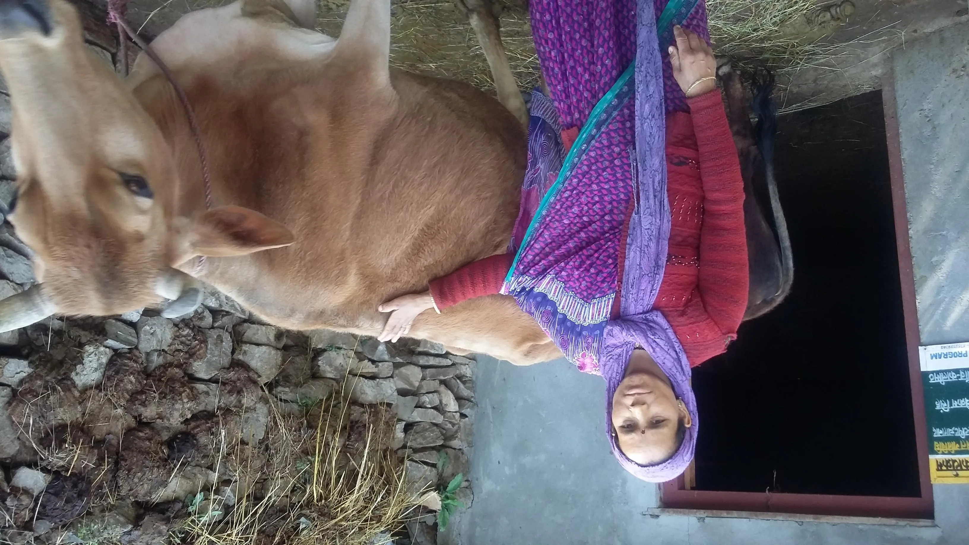 For Vimla Devi, 30, of Kalimath village, who lost her shop and home in the 2013 disaster, her cow has saved her from abject poverty. (Credit: Nitin Jugran Bahuguna\WFS)
