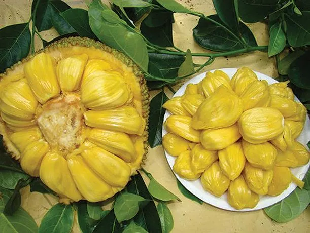 Jackfruit