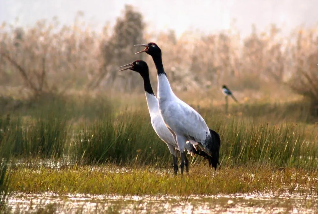 Black-necked-Cranes-Enjoy-Spring-Warmth-in-Tibet