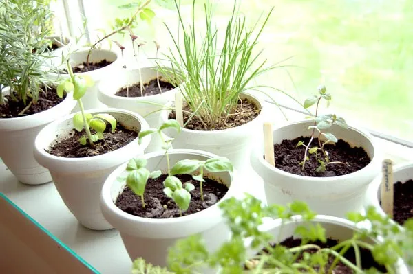 Blog-Indoor-Herb-Garden