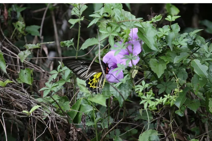 Butterfly 1