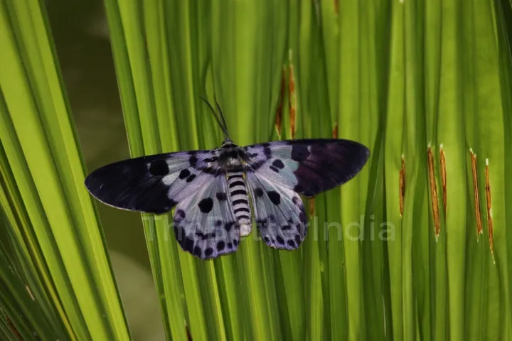 Butterfly 3