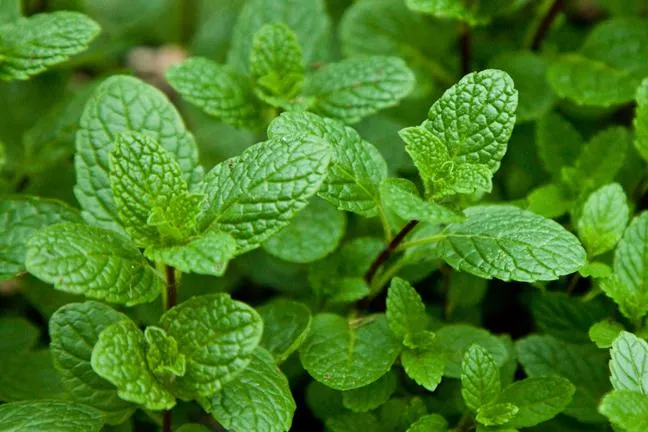 Mint_NativeSpearmint