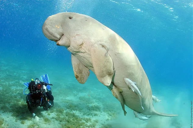dennis-the-friendly-dugong-flickr-photo-sharing-google-chrome-16032014-20923-pm-bmp