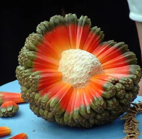 hala-fruit