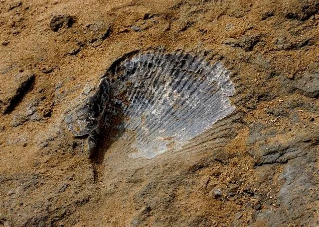 1434318969-323_z-marine-gondwana-fossil-park