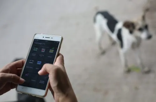 SDMC Dog Population Survey