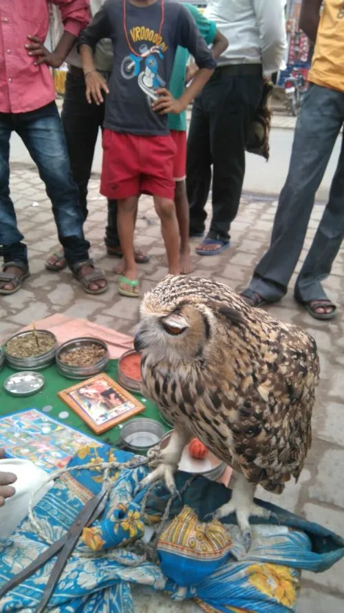 Indian Eagle Owl rescued from tantrics