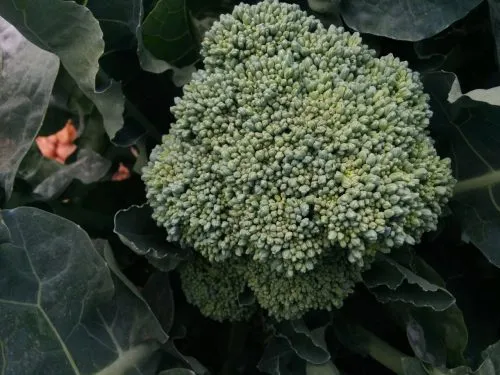 Broccoli 