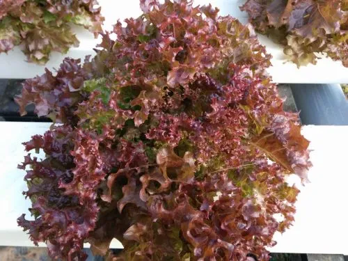 Lollo Rosso Lettuce 