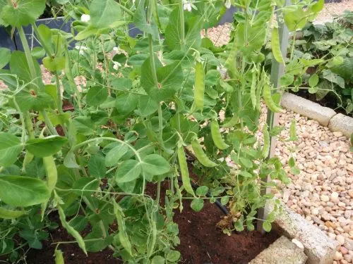 Sugar Peas ready for harvest