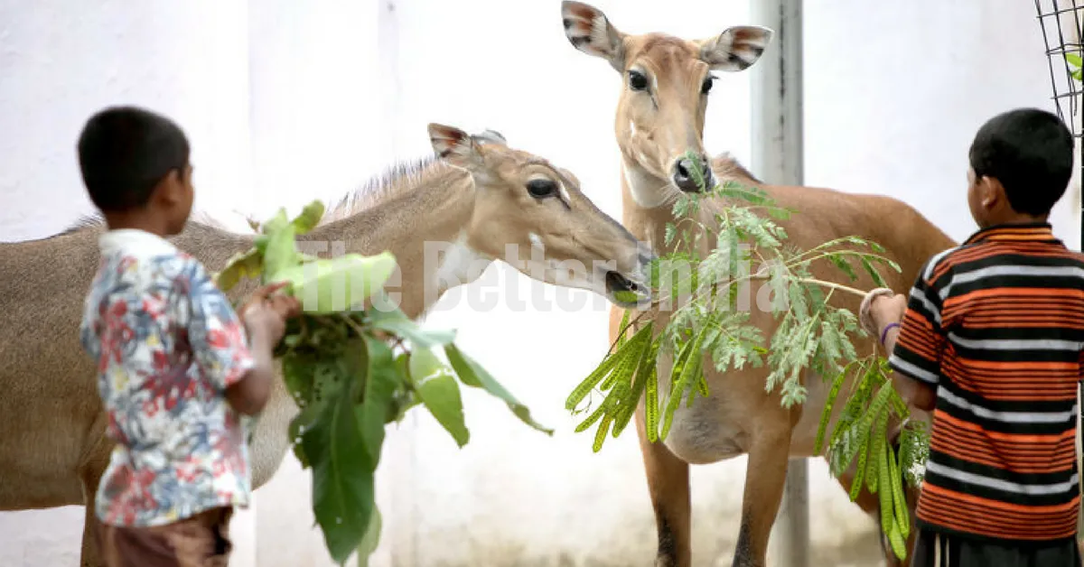 animalark2