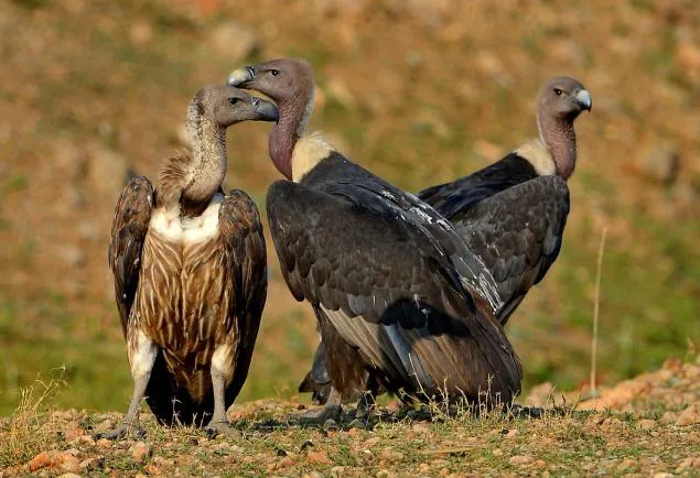 CB01_VULTURE_1504009f