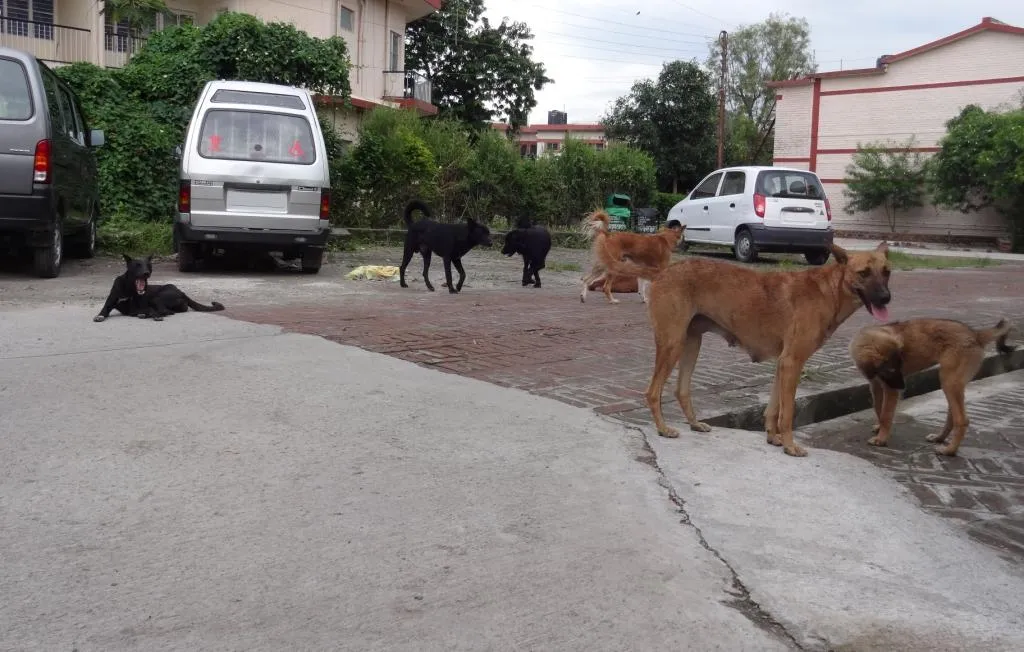 Large_pack_of_Indogs