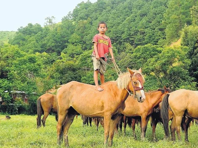 Manipuri-Pony