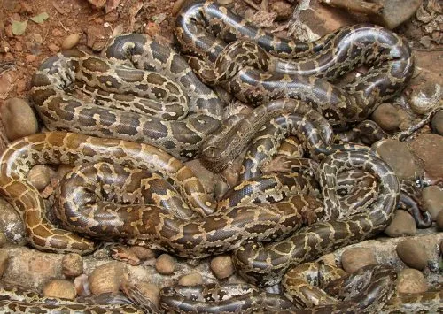 pythons 1 resized