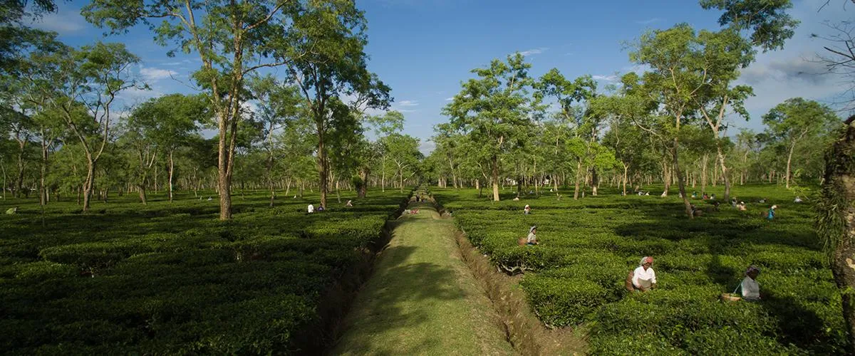 teafactory6