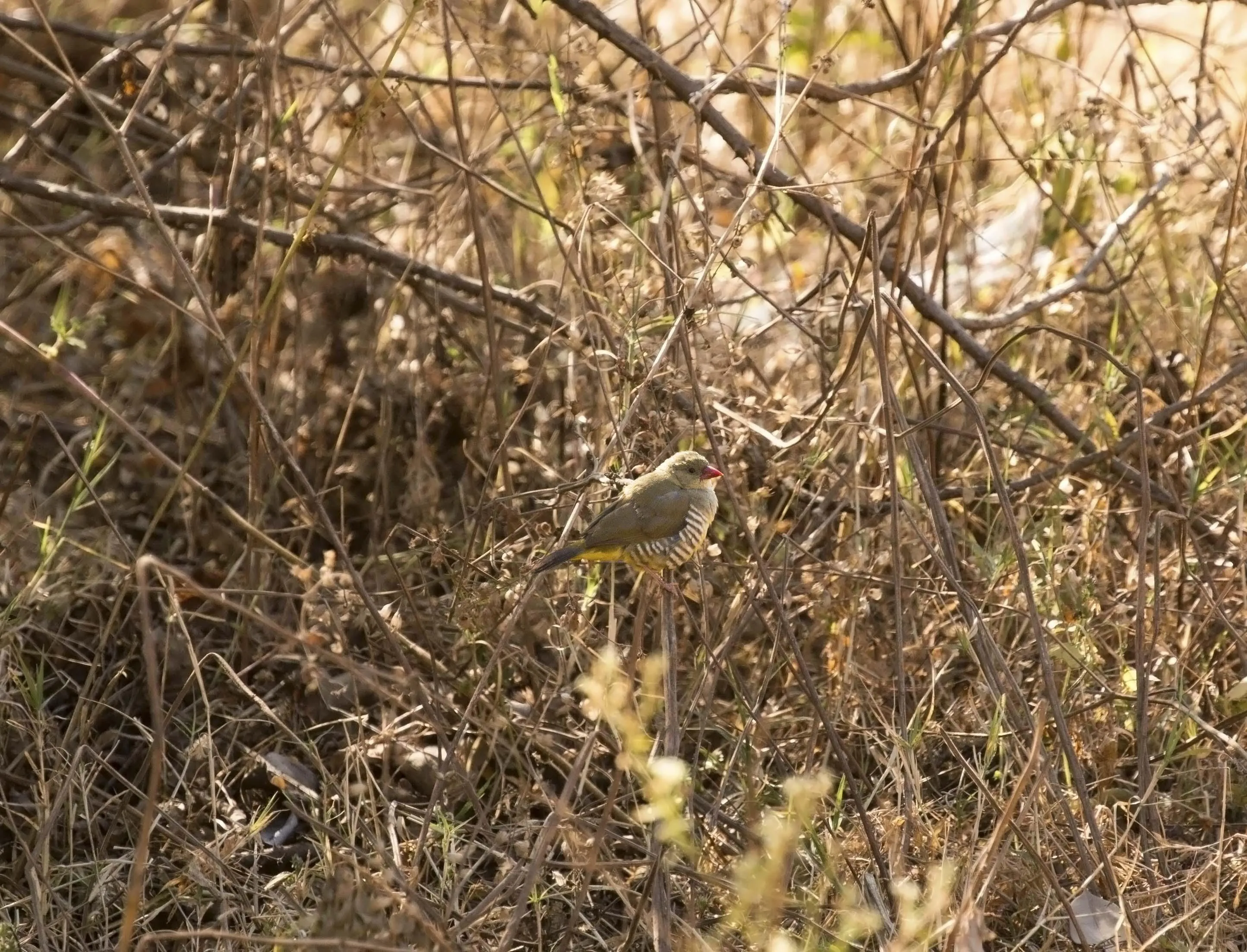 Green Munia