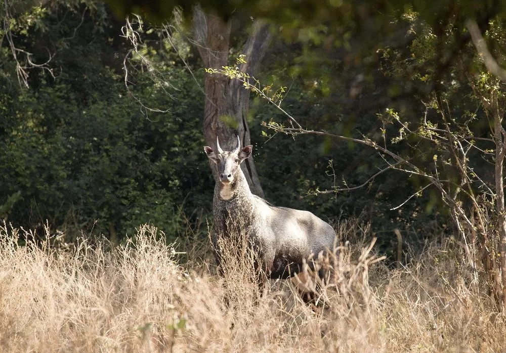 Nilgai