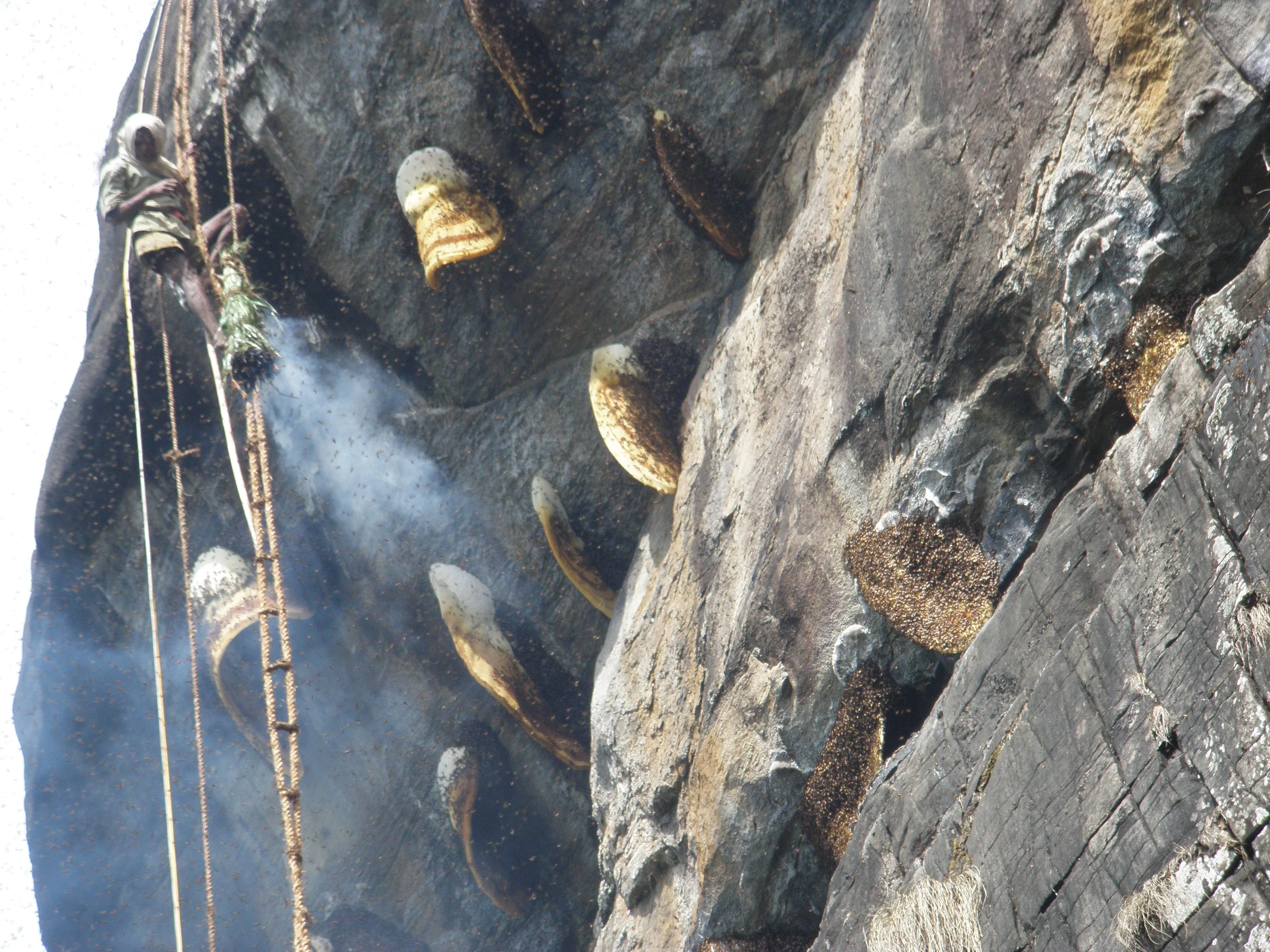 Smoking Bundle, Ladder