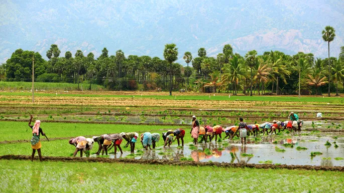 farmers1