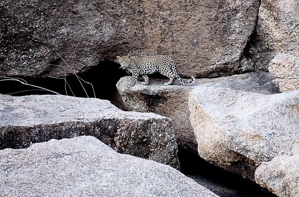 leopard