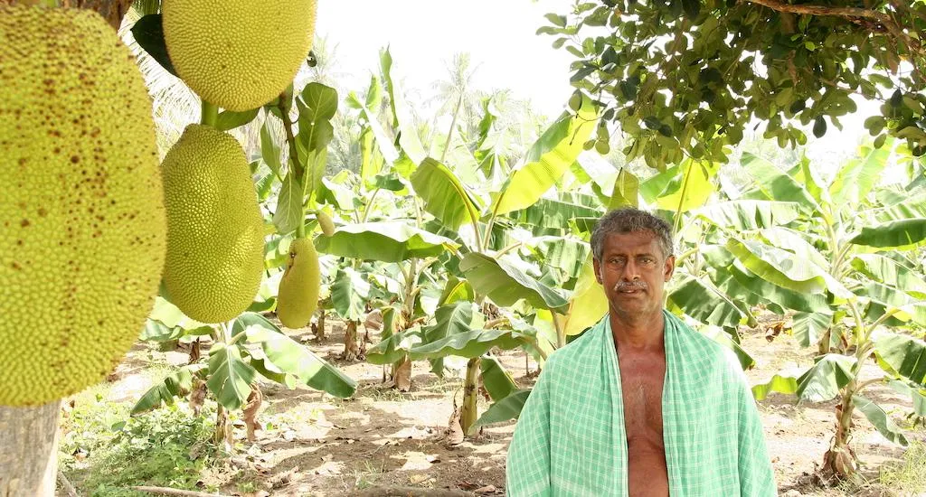 Farmer Jesuraj of Pudukottai in his farm where he practises agroforestry. (Photo by R. Samuel)