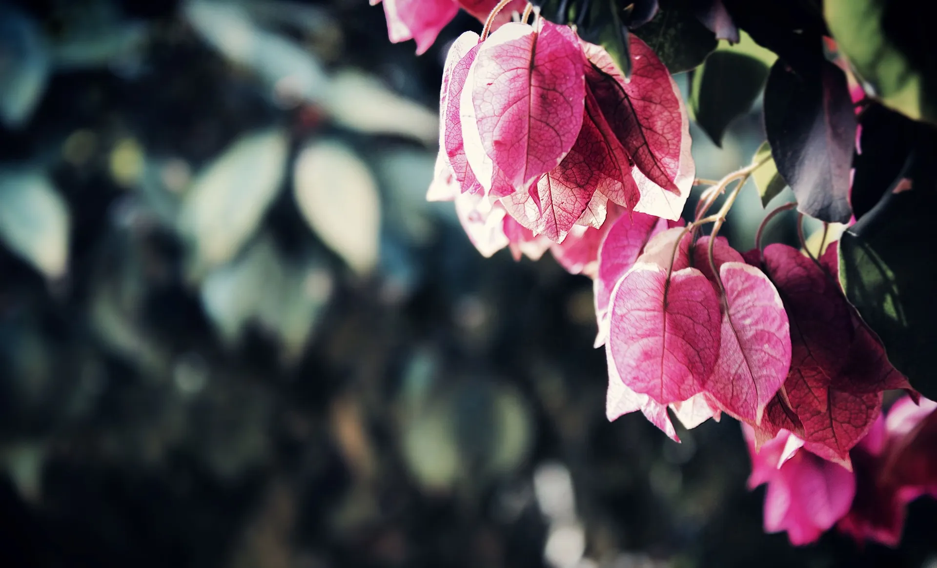 bougainvillea