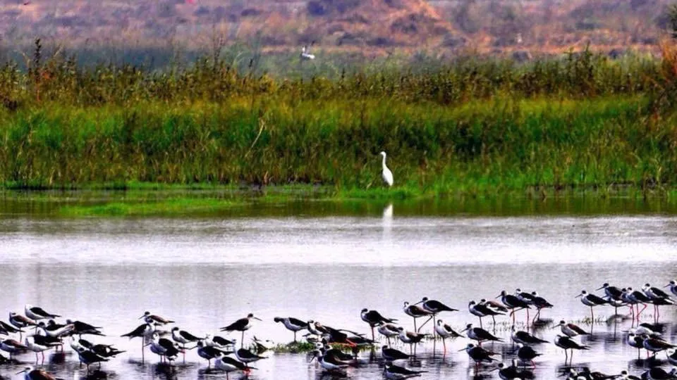 Migratory birds