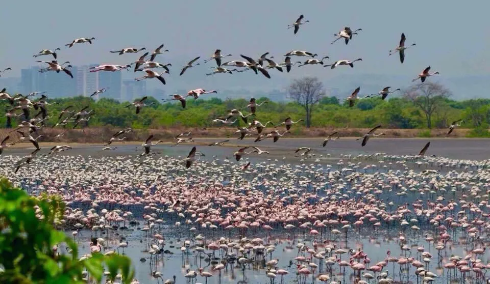 Flamingos