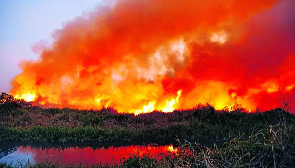 Bellandur lake fire earlier this year. (Source: Facebook)