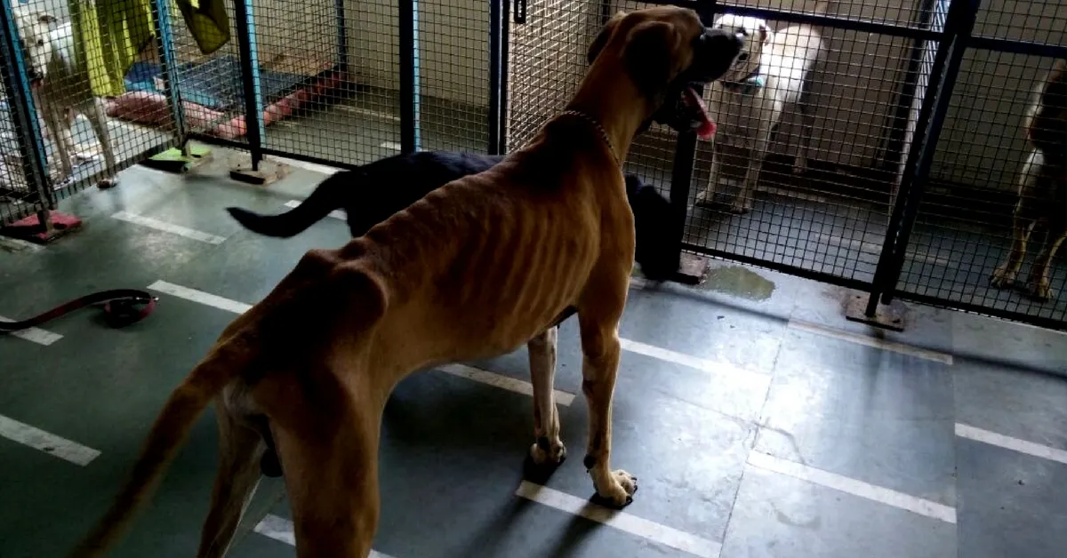 Abandonment is the worst treatment that could be meted out to pet dogs. Image Courtesy: YODA