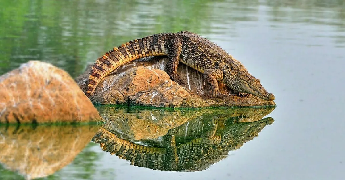 Mumbai Powai lake crocodile park
