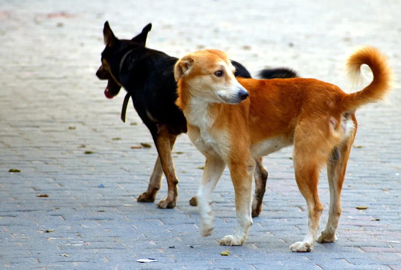 dogs crorepati gujarat