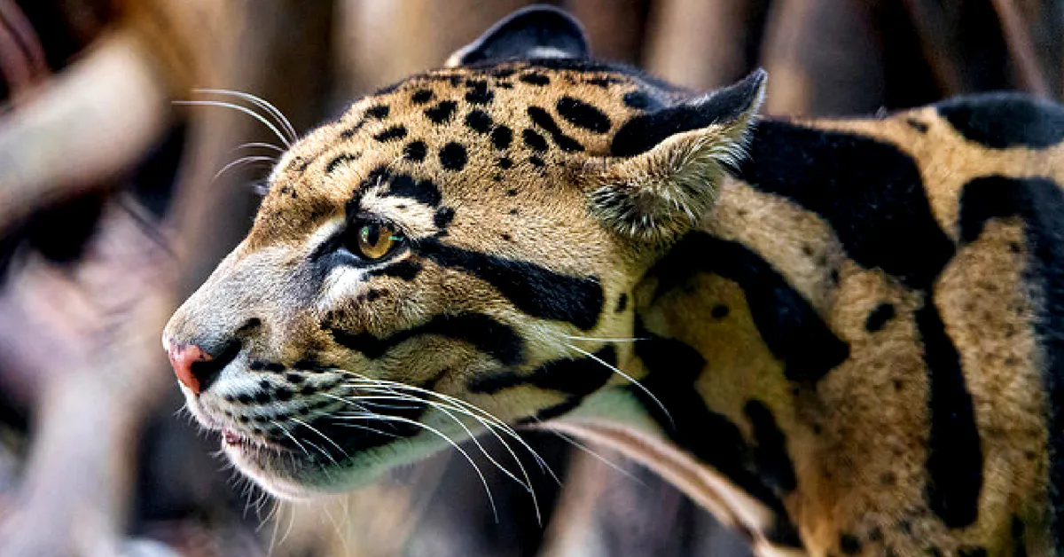 Among the animals in Arunachal Pradesh, the Clouded Leopard is the most elusive. Representative image only. Image Courtesy: Tambako the Jaguar (Flickr)