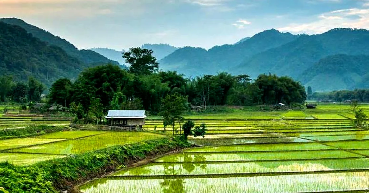Beautiful paddy fields in Aalo, Arunachal Pradesh. Image Credit: Alex and Sebastiaan for Discover My India. 